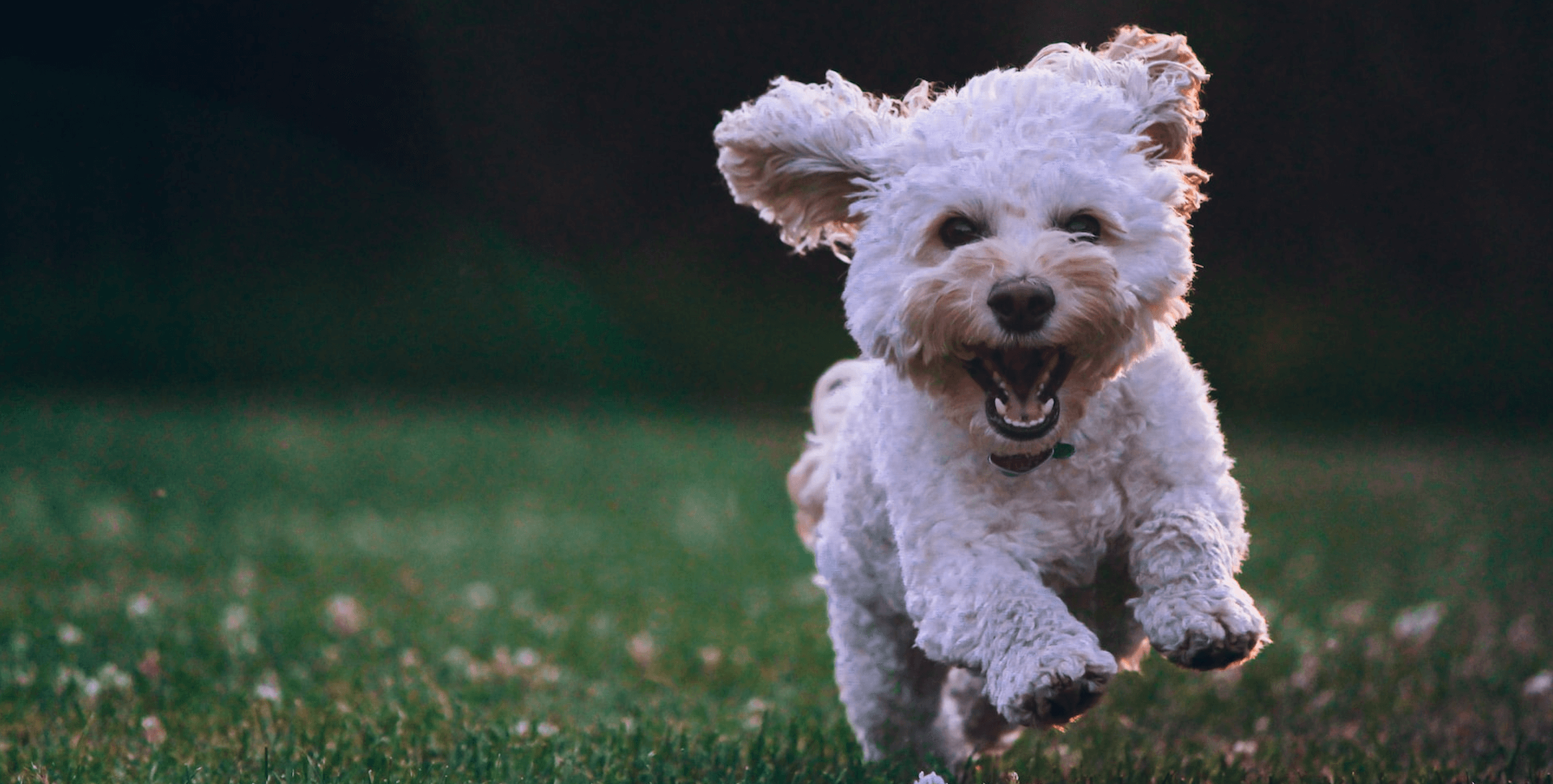 Scopri di più sull'articolo Cane barboncino bianco